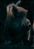 Boar2.jpg