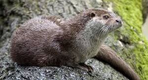 Otter.jpeg