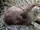 Otter