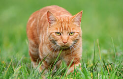 258885-1600x1030-classic-ginger-tabby.jpg