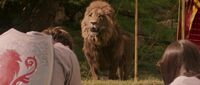 Aslan-rencontre