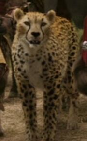 Cheetah