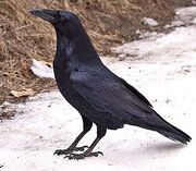 Raven.jpg