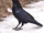 Raven