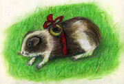 One of Andrew's Guinea pigs, with a  on it.