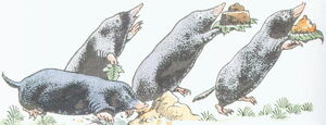 Moles.jpg