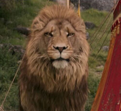 Lion, The Chronicles of Narnia Wiki