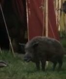 Boar at Aslan's camp.jpeg