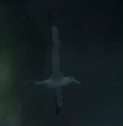 Albatross.jpg