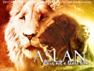 Aslan-aslan-18376541-800-600