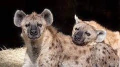 Hyenapic