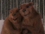 Beaver