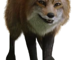 Fox