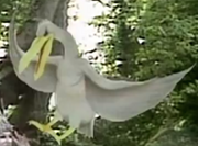 Narnia Pelican.png