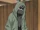 Shino Aburame