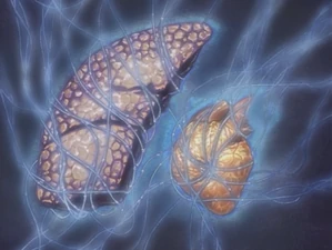 Chakra Pathways interweave each organ to transfer chakra...