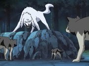 Irmãos Haimaru tentando conter Akamaru