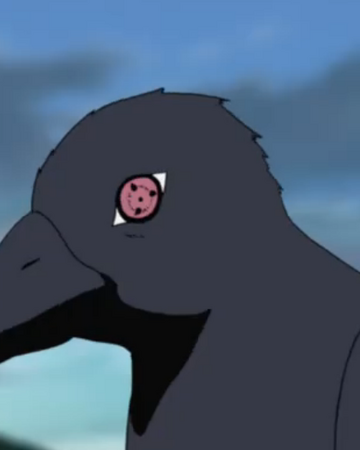 Corvo de Itachi | Wiki Naruto | Fandom