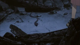 O usuário envia uma cobra…