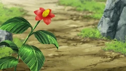 Plante Mato