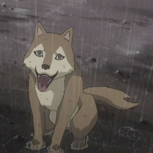 O que aconteceu com o cachorro de Nagato?