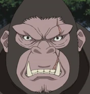 A aparência de King.