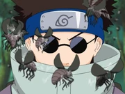 Kikaichū ketika terbang.