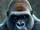 Animal Path: Animal Summoning (Silverback Gorilla) (DefinitelyAPersonthatisMiles22 Version)