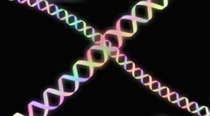 Shiin Clan DNA