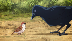 Birds
