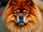Animal Path: Animal Summoning (Chow Chow) (DefinitelyAPersonthatisMiles22 Version)