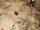 Circular Formation