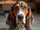 Animal Path: Animal Summoning (Basset) (DefinitelyAPersonthatisMiles22 Version)