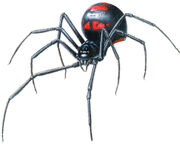 Black widow spider 4