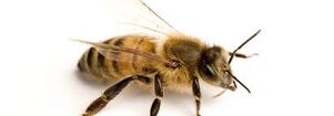 Bee.jpeg