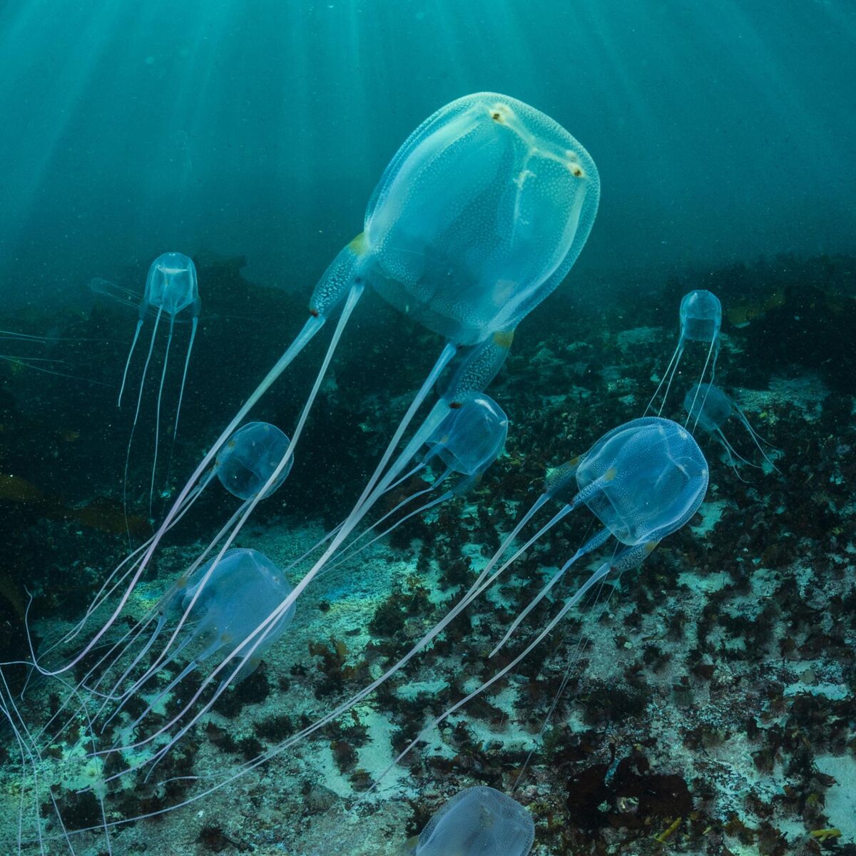Jellyfish | Shinobi Legends Wiki | Fandom