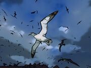 File:Albatrosses