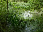 Svolnick Moor Close-up