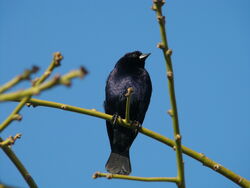 Shiny Cowbird