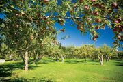 Jasons ranch orchard