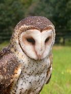 Australian Masked Owl