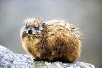 Dassie 01