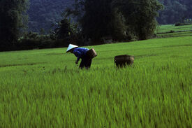 Nonfarming