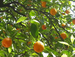 Oranges