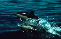 Dolphins