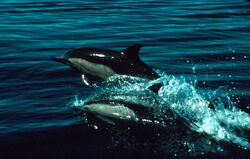 Dolphins