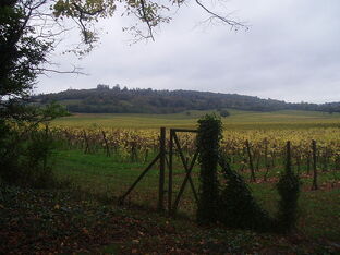 Vineyard