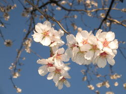 Almond tree