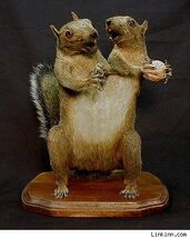 2-headed-squirrels