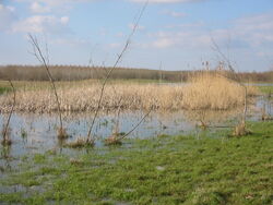 Mellon Wetlands